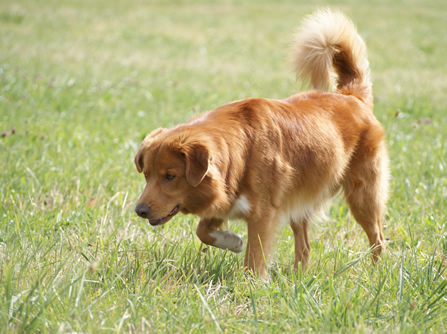 toller-ruede-vorstehen